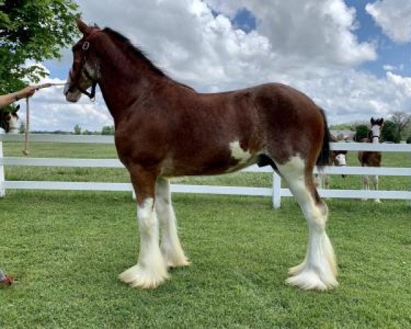 horse Westedge Echo (Clydesdale, 2020, from Westedge Bautista)