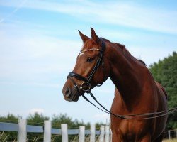 dressage horse Valentino Exclusive (Hannoveraner, 2017, from Viscount 22)