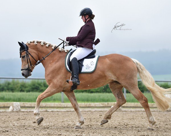 Dressurpferd Ornella 46 (Haflinger, 2014, von Blickfang)