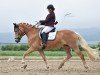 dressage horse Ornella 46 (Haflinger, 2014, from Blickfang)