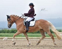 dressage horse Ornella 46 (Haflinger, 2014, from Blickfang)