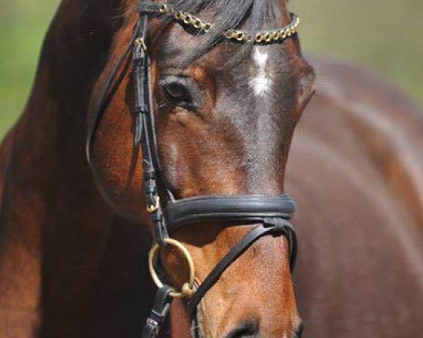 broodmare Conquest (Trakehner, 2007, from Perechlest)