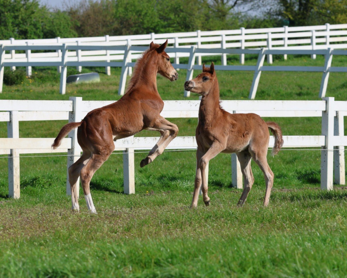 dressage horse Camar Vancouver (Hanoverian, 2024, from Vidar)