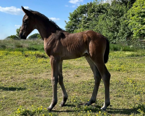 foal by Dupalina (Hanoverian, 2024, from Duplexx)