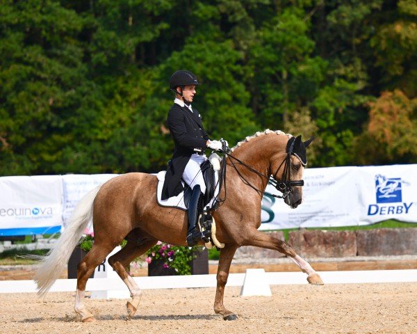 Deckhengst Nemo V (Deutsches Reitpony, 2016, von Fs Numero Uno)