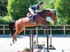 jumper Cavallero 8 (Oldenburg show jumper, 2019, from Carnelian)