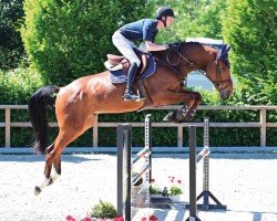 jumper Cavallero 8 (Oldenburg show jumper, 2019, from Carnelian)