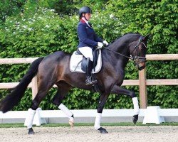 dressage horse Florentino Royal (Oldenburg, 2019, from For Romance II)