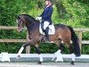 dressage horse For Tango (Oldenburg, 2019, from For Dance)