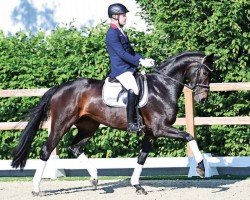 dressage horse For Fantasy Hr (Oldenburg, 2019, from For Romance I)