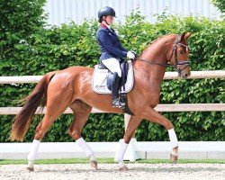 dressage horse Fips (Oldenburg, 2020, from Fidertanz)