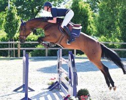 jumper Hope Fbh (Oldenburg show jumper, 2016, from Big Star)