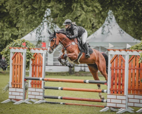 Springpferd Millions Princess (Holsteiner, 2019, von Million Dollar)