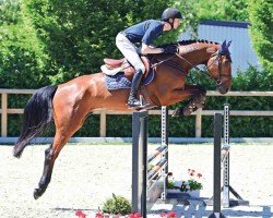 jumper Cord (Oldenburg show jumper, 2020, from Charthago Blue OLD)