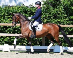 dressage horse Rheingold GG (Oldenburg, 2017, from Indian Rock)