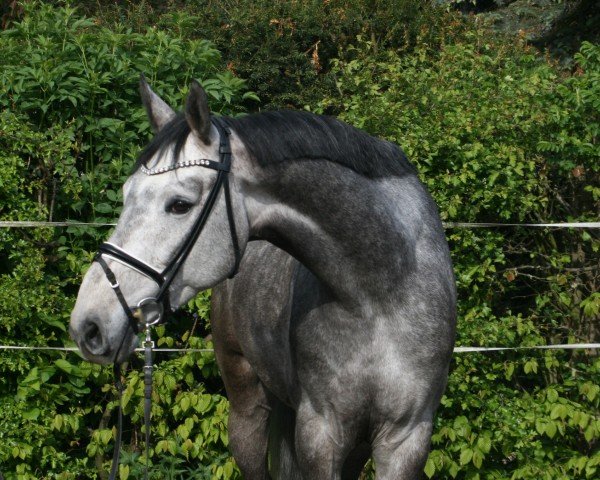 jumper Chazz Cortez PJ (Hanoverian, 2020, from Carridam)