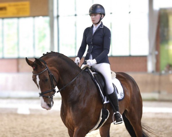 dressage horse Faithful love (Hanoverian, 2018)