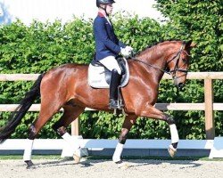 dressage horse Diamond Dandy (Oldenburg, 2020, from Diamond First)