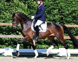 dressage horse Feine Wolke (Oldenburg, 2019, from For Final)