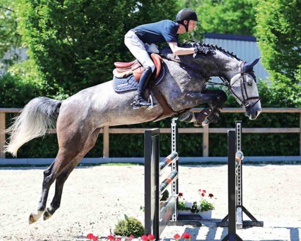 jumper Ophelia 94 (Oldenburg show jumper, 2019, from Ogano Sitte)