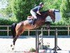 jumper Crasy Kandela (Oldenburg show jumper, 2018, from Karajan)