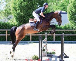 jumper Crasy Kandela (Oldenburg show jumper, 2018, from Karajan)