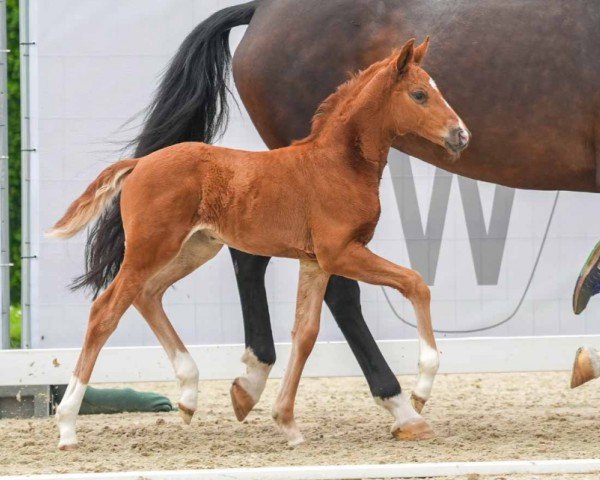 foal by V.. (Westphalian, 2024, from V-Power)