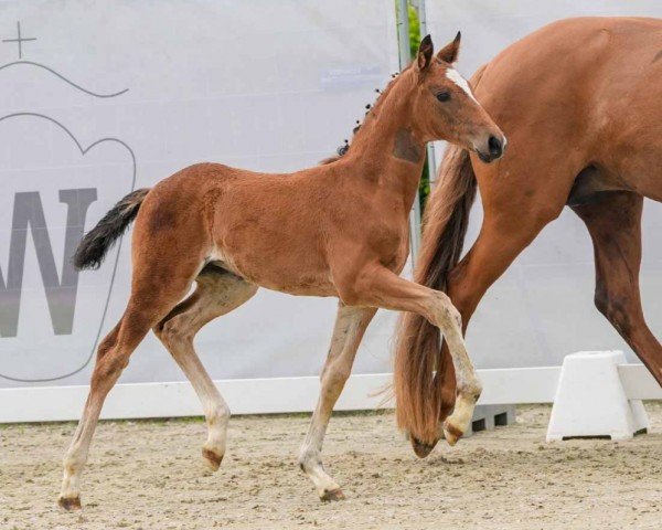 foal by Giant Killing (Westphalian, 2024, from Glamourdale)