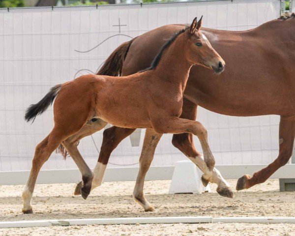 foal by Merlin WF (Westphalian, 2024, from Blue Hors Monte Carlo Tc)