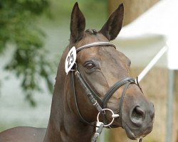 broodmare Belladonna III (Trakehner, 2000, from Caprimond)