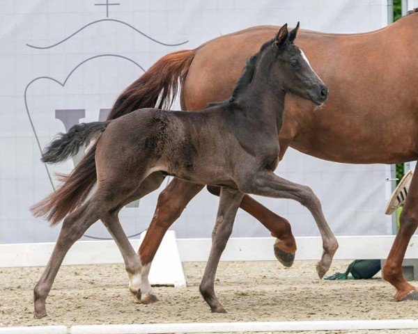 foal by Dancing Queen (Westphalian, 2024, from Dynamic Dream)