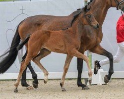 foal by Disco Beat (Westphalian, 2024, from Despacito 16)