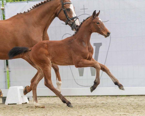 foal by Vocal (Westphalian, 2024, from Velvedere)