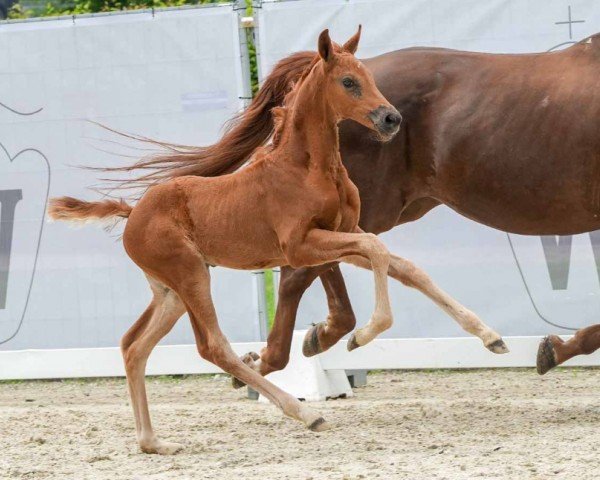 Fohlen von Beyonce (Westfale, 2024, von Barbarossa)