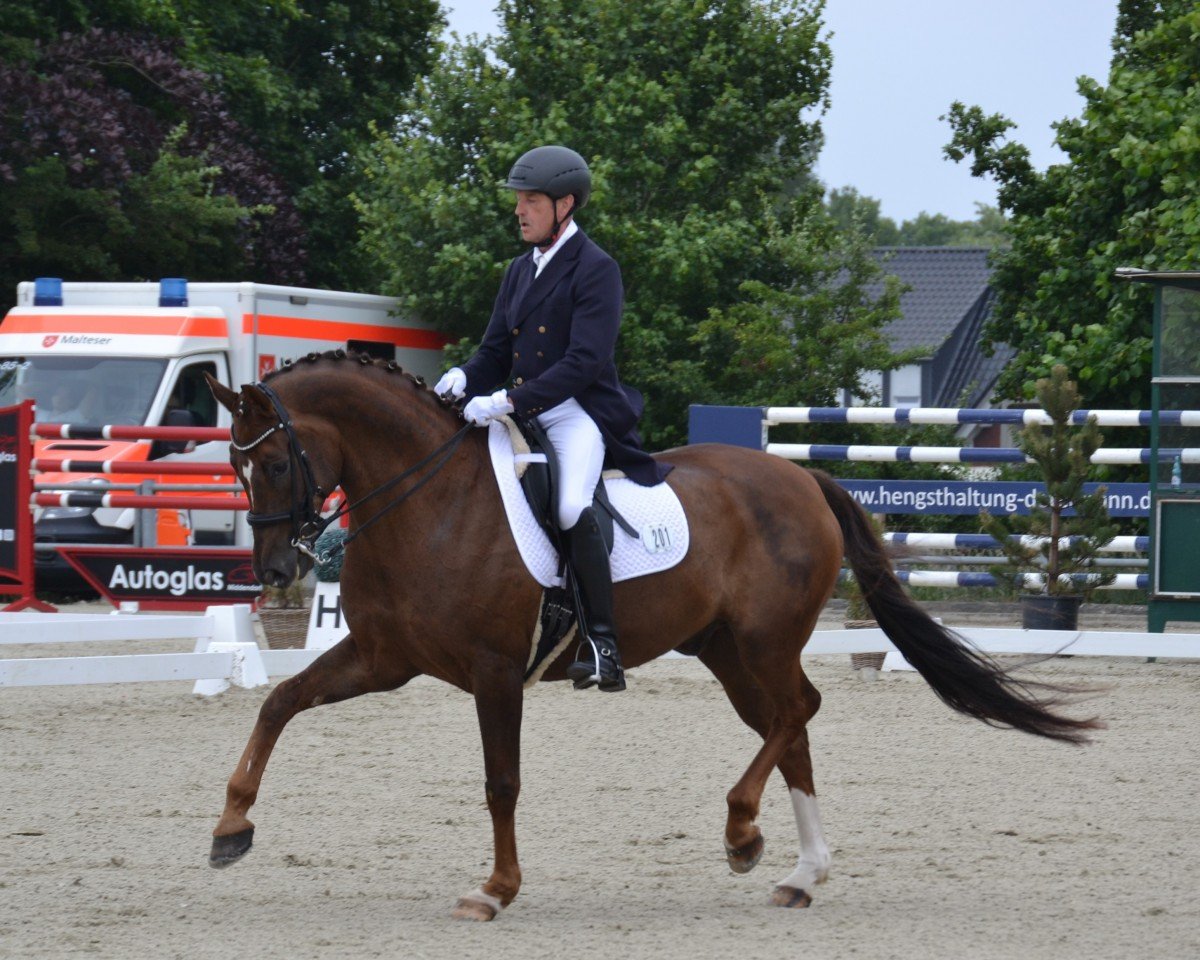 Dressurpferd Fredy (Oldenburger, 2013, von For Romance I)