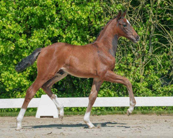 foal by Stallone MR (Westphalian, 2024, from St. Emilion)