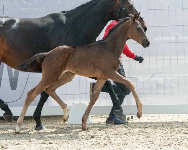 foal by Samira L (Westphalian, 2024, from Sir Heinrich OLD)