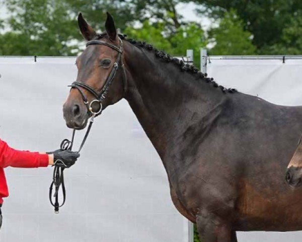 broodmare Rubina (Westphalian, 2017, from Rock Forever NRW)