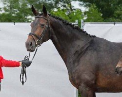 broodmare Rubina (Westphalian, 2017, from Rock Forever NRW)