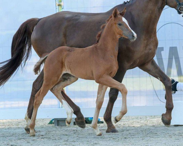 foal by Valencia (Westphalian, 2024, from Vandenberg 4)