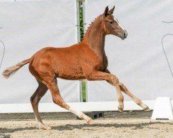 foal Maikäfer (Westphalian, 2024, from Blue Hors Monte Carlo Tc)