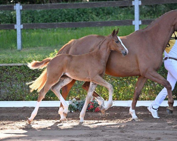 jumper Ophera (German Sport Horse, 2022, from DSP Oganero P)