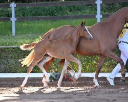 Springpferd Ophera (Deutsches Sportpferd, 2022, von DSP Oganero P)