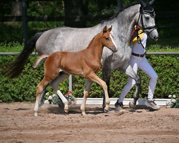 Springpferd Victor (Deutsches Sportpferd, 2022, von VALENSKY)