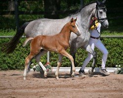 Springpferd Victor (Deutsches Sportpferd, 2022, von Valensky)