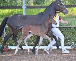 jumper Orlanda RP (German Sport Horse, 2022, from DSP Oganero P)