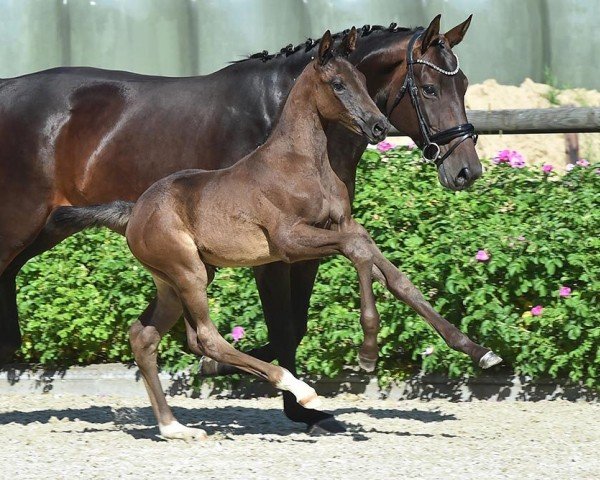 Dressurpferd Millie Margaux (Hannoveraner, 2021, von Blue Hors Monte Carlo Tc)