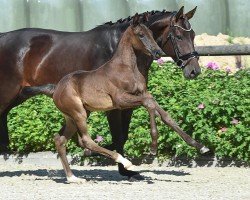 dressage horse Millie Margaux (Hanoverian, 2021, from Blue Hors Monte Carlo Tc)