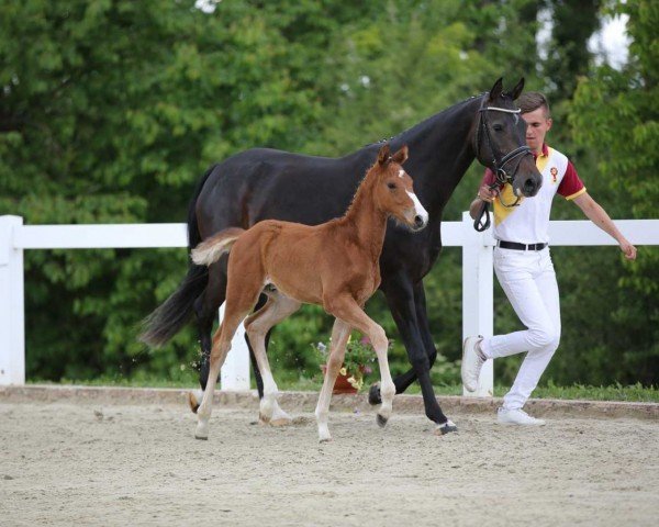 jumper Outlook B (German Sport Horse, 2022, from Ogano)