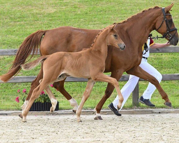 Dressurpferd Vantastisch (Deutsches Sportpferd, 2022, von DSP VA Bene)